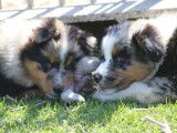 3 chiots Bergers Australiens LOF disponibles tout de suite