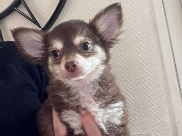 À vendre 4 chiots mâles Chihuahuas LOF