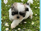 2 chiots Shih Tzus tricolores mâles LOF disponibles à l’adoption
