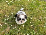 2 chiots Shih Tzus tricolores mâles LOF disponibles à l’adoption