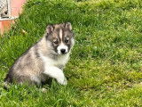 À adopter 2 chiots Huskies Sibériens femelles gris loup LOF
