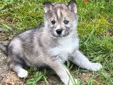 À adopter 2 chiots Huskies Sibériens femelles gris loup LOF