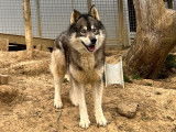 À adopter 2 chiots Huskies Sibériens femelles gris loup LOF