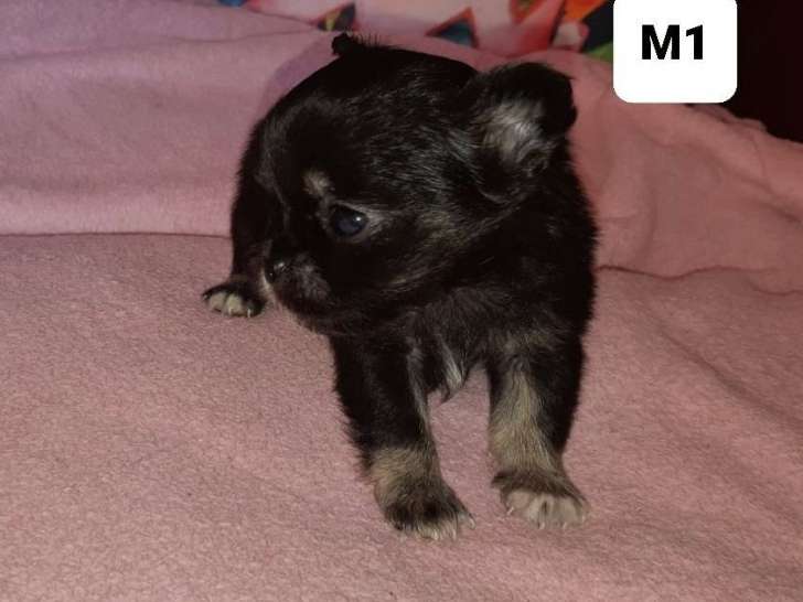2 chiots Chihuahuas LOF mâles nés en février 2022 à adopter