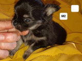 2 chiots Chihuahuas LOF mâles nés en février 2022 à adopter