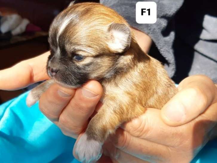 Cherche famille pour 2 chiots femelles Chihuahuas LOF de mars 2022