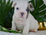 Réservation pour 6 chiots Bouledogues Français non LOF bleus
