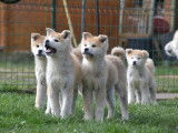 8 chiots Akita Inus à vendre, roux non LOF, mâles et femelles