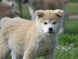 8 chiots Akita Inus à vendre, roux non LOF, mâles et femelles