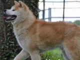8 chiots Akita Inus à vendre, roux non LOF, mâles et femelles