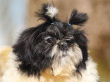 À vendre, 1 chiot Shih Tzu mâle noir et blanc de décembre 2021 non LOF