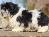 À vendre, 1 chiot Shih Tzu mâle noir et blanc de décembre 2021 non LOF