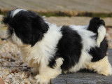 À vendre, 1 chiot Shih Tzu mâle noir et blanc de décembre 2021 non LOF