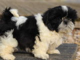 À vendre, 1 chiot Shih Tzu mâle noir et blanc de décembre 2021 non LOF