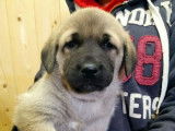 Réservation de chiots Bergers Kangals sable bringé mâles (LOF)