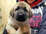 Réservation de chiots Bergers Kangals sable bringé mâles (LOF)