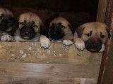 Réservation de chiots Bergers Kangals sable bringé mâles (LOF)