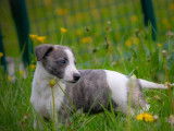 À réserver, 7 chiots Whippets (LOF), 4 mâles et 3 femelles
