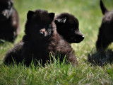 9 chiots Bergers Belges Groenendael (LOF) noirs, &agrave; r&eacute;server