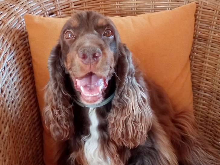 Chiot Cocker Anglais non-lof (facilité paiement 3-4 fois CB)