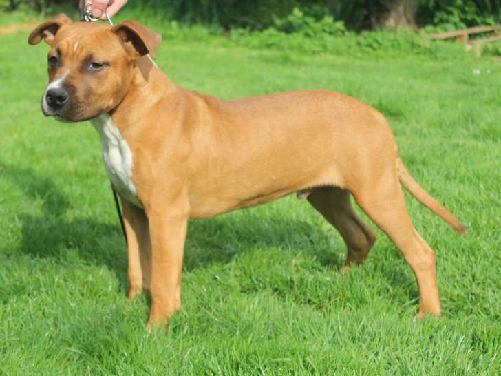 Chiot de race American Staffordshire Terrier mâle à vendre