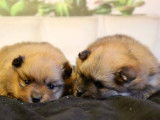 Mignons chiots Spitz Poméranien pedigree ALOB : deux mâles, couleur fauve, disponibles dès début avril 2022