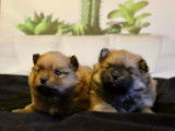 Mignons chiots Spitz Poméranien pedigree ALOB : deux mâles, couleur fauve, disponibles dès début avril 2022