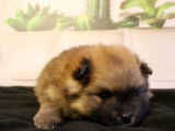 Mignons chiots Spitz Poméranien pedigree ALOB : deux mâles, couleur fauve, disponibles dès début avril 2022