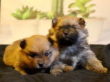 Mignons chiots Spitz Poméranien pedigree ALOB : deux mâles, couleur fauve, disponibles dès début avril 2022