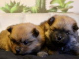 Mignons chiots Spitz Poméranien pedigree ALOB : deux mâles, couleur fauve, disponibles dès début avril 2022
