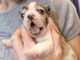 Chiots de race Bouledogue Français à vendre (1 femelle & 3 mâles)