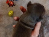 Chiots de race Bouledogue Français à vendre (1 femelle & 3 mâles)