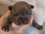 Chiots de race Bouledogue Français à vendre (1 femelle & 3 mâles)