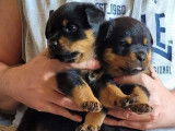 Chiots Rottweilers LOF à vendre
