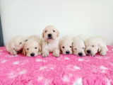 Adorables Goldens Retrievers LOF à vendre