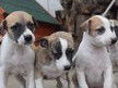 Superbe portée de 9 whippets (plus que 8)