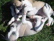 Superbe portée de 9 whippets (plus que 8)