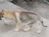 Chiots de race Chien Loup Tch&eacute;coslovaque &agrave; vendre (4 femelles & 3 m&acirc;les)