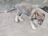 Chiots de race Chien Loup Tch&eacute;coslovaque &agrave; vendre (4 femelles & 3 m&acirc;les)