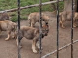 Chiots de race Chien Loup Tch&eacute;coslovaque &agrave; vendre (4 femelles & 3 m&acirc;les)