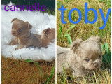 Chiots Chihuahua lavandes à poil long à vendre