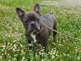Stuar, chiot Bouledogue Français bleu à vendre