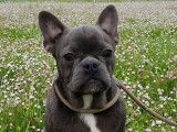 Stuar, chiot Bouledogue Français bleu à vendre