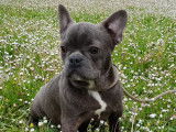 Stuar, chiot Bouledogue Français bleu à vendre