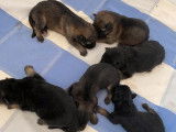 &Agrave; r&eacute;server des chiots Bergers Allemands LOF au pelage fauve charbonn&eacute;