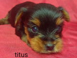 4 chiots mâles Yorkshire Terriers noir et feu à réserver (LOF)