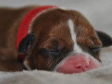 À vendre : chiots American Staffordshire Terriers fauve et blanc (LOF)