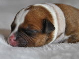 À vendre : chiots American Staffordshire Terriers fauve et blanc (LOF)