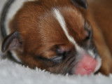 À vendre : chiots American Staffordshire Terriers fauve et blanc (LOF)