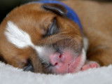 À vendre : chiots American Staffordshire Terriers fauve et blanc (LOF)